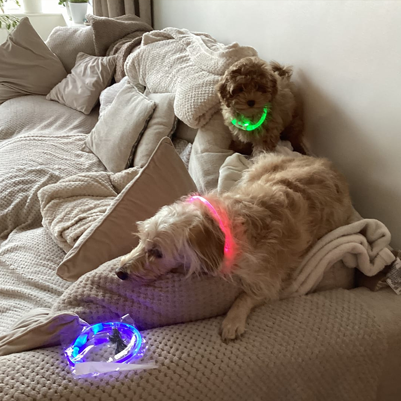 3-Mode LED Dog Collar - USB Rechargeable - Image 7